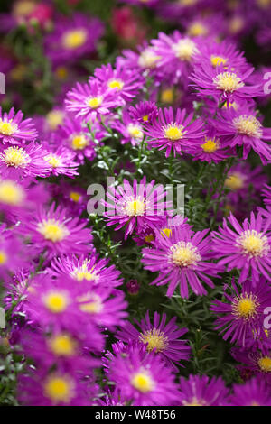 Symphyotrichum novi-belgii 'Chequers' flowers. Stock Photo