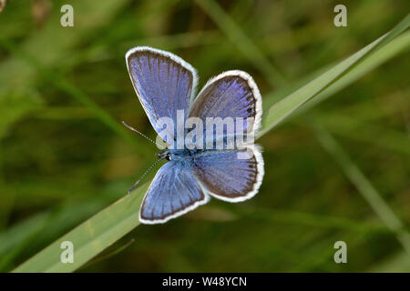 Silver-studded Blue Butterfly, rare British insect Stock Photo