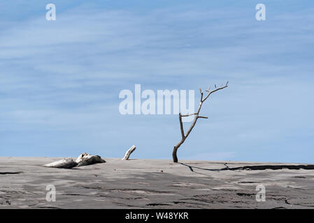 Dead tree on a sandbank in the estuary of the Rio Platana,l Panama Stock Photo