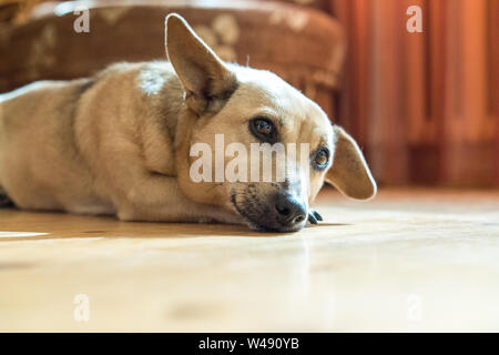 Sad dog lying on the floor at home in color