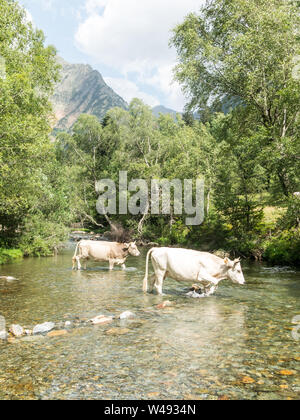 Herd of cows grazing in the Pla De Boavi; in the province of Lleida, in the Catalan Pyrenees. Catalonia, Spain, Europe. Stock Photo