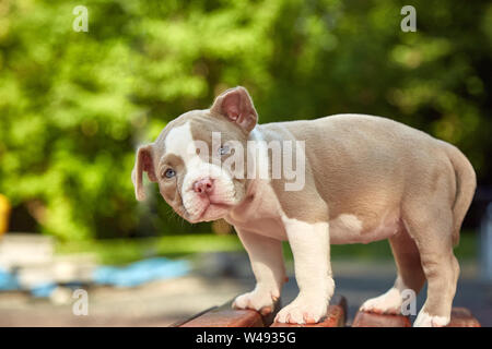 Cute puppy American Bulli sits on a wooden bench in flowering beautiful multi-colored trees in the spring in the park. Stock Photo