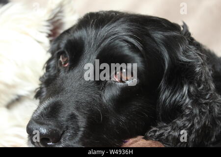 Close up of black, shiny dog's face lying down in front of white dog Stock Photo