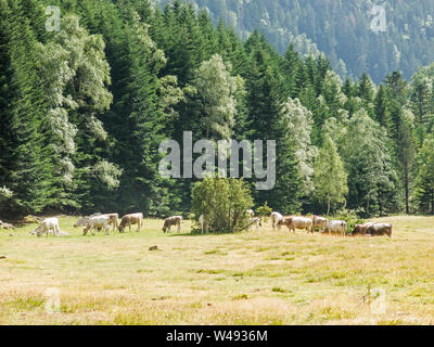 Herd of cows grazing in the Pla De Boavi; in the province of Lleida, in the Catalan Pyrenees. Catalonia, Spain, Europe. Stock Photo