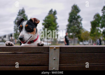 Jack Russell Dog cute playing in park Stock Photo