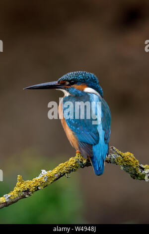 Common Kingfisher, Alcedo atthis, male bird on a perch above water