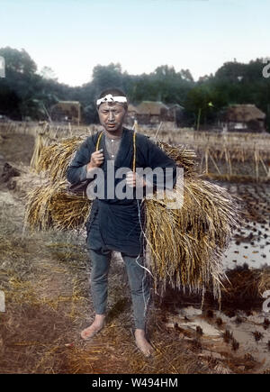 [ 1920s Japan - Japanese Rice Harvest ] — Two women in yukata are ...