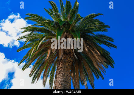 Date palm tree against blue summer sky and white clouds Australian garden Stock Photo