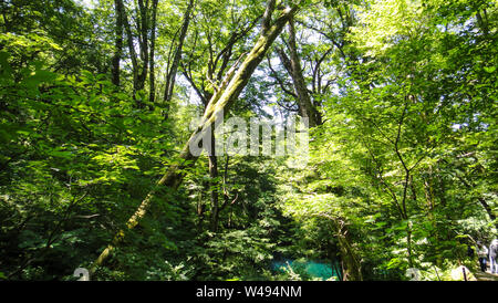 Juniko Twelve Lakes in the Shirakami-Sanchi mountainous area. A UNESCO World Heritage Site in the Tohoku region. Aomori Prefecture, Japan Stock Photo