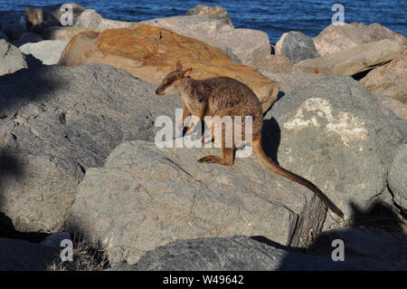 Allied Rock Wallaby, Petrogale assimilis, with a joey in the pouch, on the rocks of Nelly Bay, Magnetic Island, Queensland, Australia Stock Photo