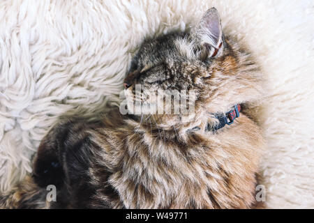 Beautiful tabby cat sleeps on white fluffy blanket. Black cat collar around neck. Persian cats. Taking a nap. Animal slepping. Amazing pets. Kitty. Stock Photo