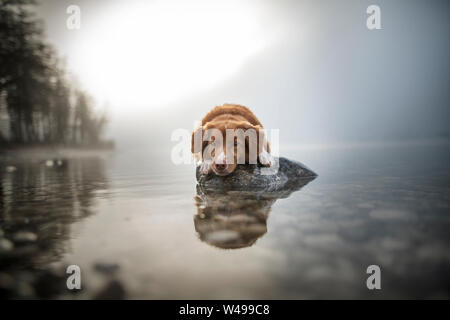 Nova Scotia Duck Tolling Retriever is lying on a big rock in a lake. Beautiful dog in amazing landscape. Stock Photo