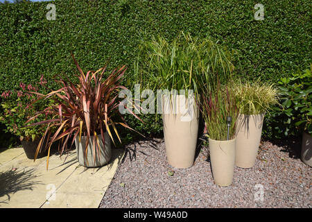 ornamental grasses in pots Stock Photo
