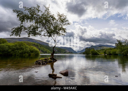 Lone tree at llyn Padarn at Llanberis Stock Photo