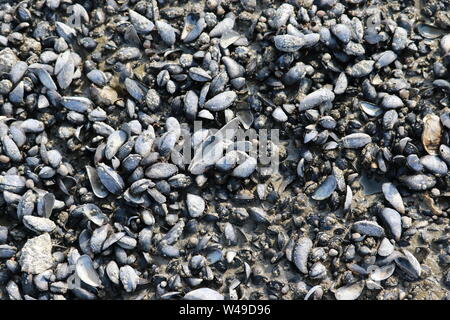 Oyster shells on rock by the sea Stock Photo