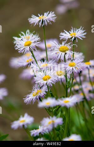 A lot of summer white with purple wildflowers of the Aster flowers family like daisies on a blurred green background. Stock Photo