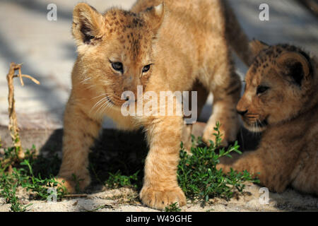 Dvur Kralove Nad Labem, Czech Republic. 21st July, 2019. Two Barbary lion cubs rest in their enclosure at the Safari Park Dvur Kralove in the Czech Republic. Two Barbary lion cubs male and female born on May 10, 2019 at Safari Park Dvur Kralove. The Barbary lion sometimes referred to as the Atlas lion is an African lion population that is considered extinct in the wild. Credit: Slavek Ruta/ZUMA Wire/Alamy Live News Stock Photo