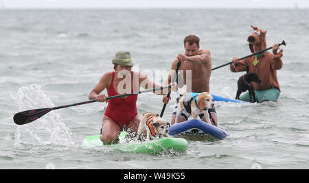 Poole, UK.  21st July 2019.   Water loving pooches and their owners compete in the UK Dog Surfing Championships off Branksome Dene Chine beach in Poole, Dorset, UK. Credit: Richard Crease/Alamy Live News Stock Photo
