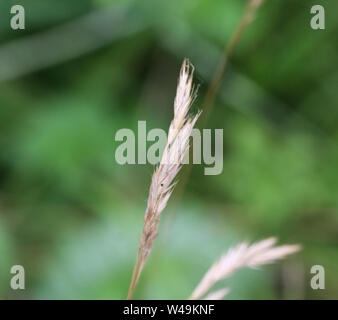 close up of Brachypodium sylvaticum, commonly known as false-brome, slender false brome or wood false brome Stock Photo