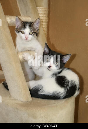 Two cute young cat kittens, bicolor tabby and black with white, playing together side by side on a scratching post and watch curiously with wide eye Stock Photo