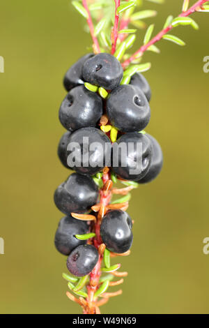 Crowberry Empetrum nigrum Stock Photo
