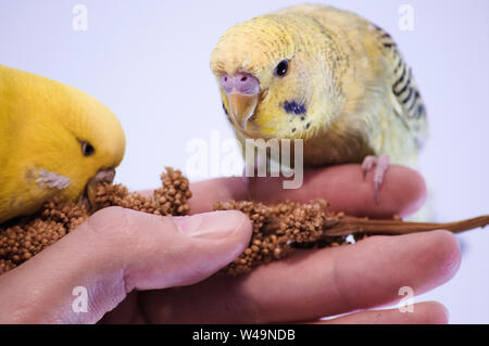 yellow female Budgies eating millet sitting on a hand Stock Photo