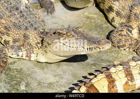 Freshwater crocodile, Siamese crocodile (Crocodylus siamensis) in close farm. Stock Photo