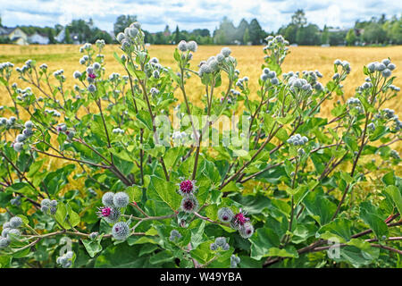 Wild greater burdock bush with purple flowers and prickly bulbs at the border of a golden wheat field in summer Stock Photo