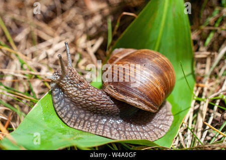 Big snail crawls on a leaf Stock Photo