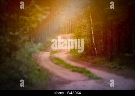 Emplty curved sand forest path in summer. Trees on sides of road. Stock Photo