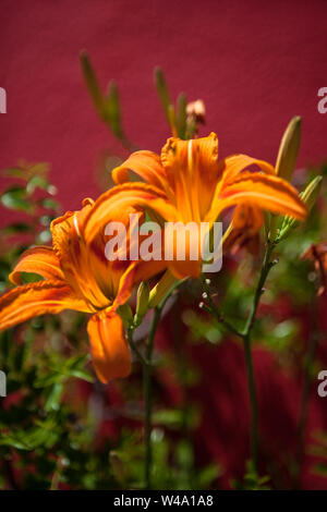 Mandraccio, Burano, Venetian Lagoon, Veneto, Italy: vibrant orange Tiger Lilies against a crimson wall Stock Photo