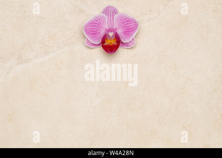 Purple orchid flower on marble background, horizontal Stock Photo
