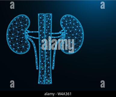 Kidneys with artery and veins low poly model, human organs abstract graphics, anatomy polygonal wireframe vector illustration on dark blue background Stock Vector