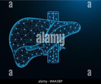 Liver with artery and veins low poly model, human organs abstract graphics, anatomy polygonal wireframe vector illustration on dark blue background Stock Vector