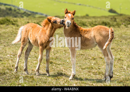 Ponies and young pony foals in Dartmoor National park, Devon, West Country, England, UK. Stock Photo