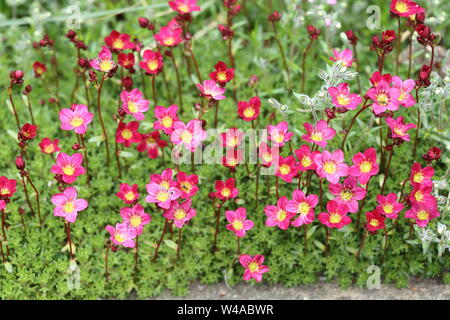 Saxifraga Peter Pan Stock Photo