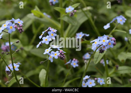 Myosotis scorpoides - Forget me not Stock Photo