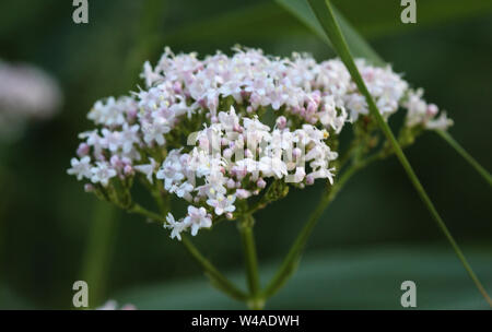 close up of marsh valerian or Valeriana dioica, blooming in spring Stock Photo