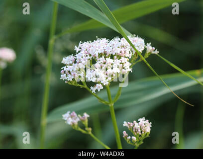 close up of marsh valerian or Valeriana dioica, blooming in spring Stock Photo