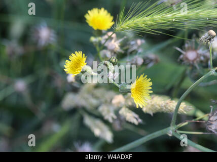close up of Sonchus asper, also commonly known as the prickly sow-thistle, rough milk thistle, spiny sowthistle, sharp-fringed sow thistle, or spiny-l Stock Photo