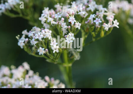 close up of marsh valerian or Valeriana dioica, blooming in spring Stock Photo