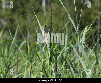 close up of Carex acutiformis, the lesser pond-sedge Stock Photo