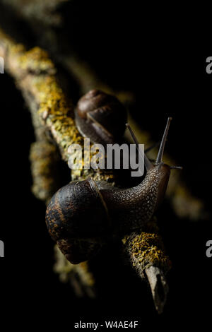 Common garden snails (Cornu aspersum) on a branch foraging for food at night Stock Photo
