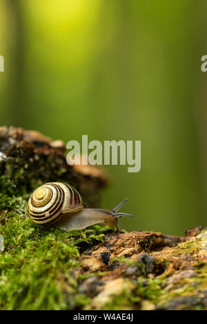 White lipped snail (Cepaea hortensis) on mossy stump in Beechwoods nature reserve Stock Photo