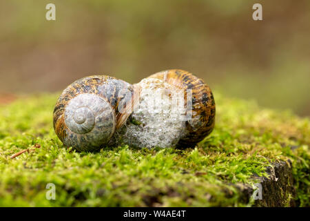 Common garden snails (Cornu aspersum) slime frothing whilst breeding mating Stock Photo