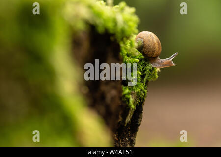 Brown lipped snail (Cepaea nemoralis) on mossy stump in Beechwoods nature reserve Stock Photo
