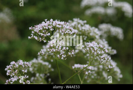 close up of marsh valerian or Valeriana dioica, blooming in spring Stock Photo