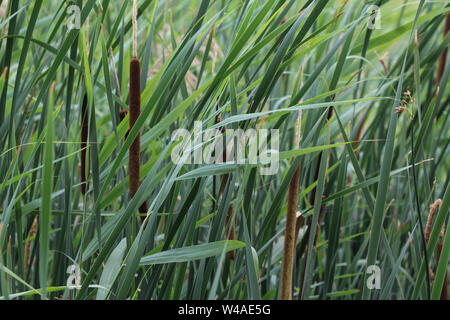close up of Typha angustifolia, also known as lesser bulrush, narrowleaf cattail or lesser reedmace Stock Photo