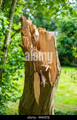 An old tree that was damaged in a storm Stock Photo