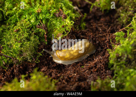 Yellow cellar slug (Limacus flavus) digging up through the soil, slug underground Stock Photo